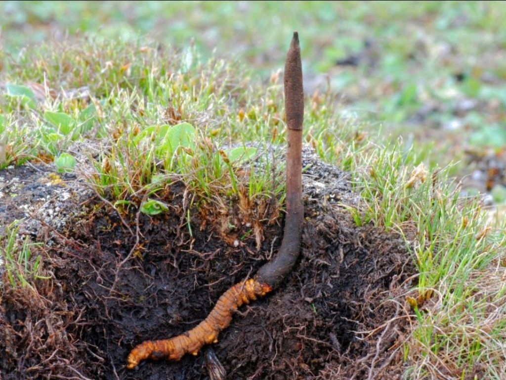 1. Đông trùng hạ thảo là gì? Nguồn gốc từ hiện tượng kỳ bí trong tự nhiên